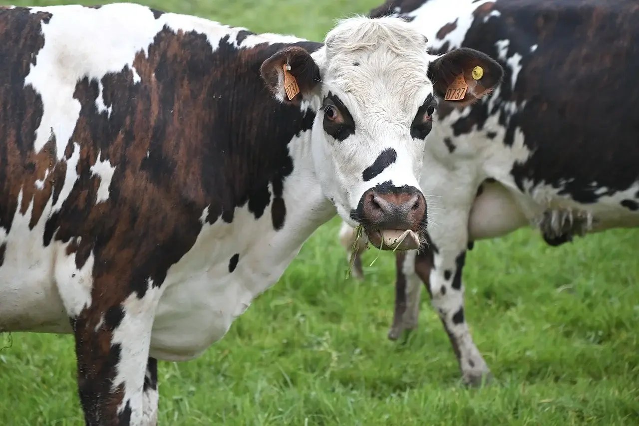 cow-7957275_1280